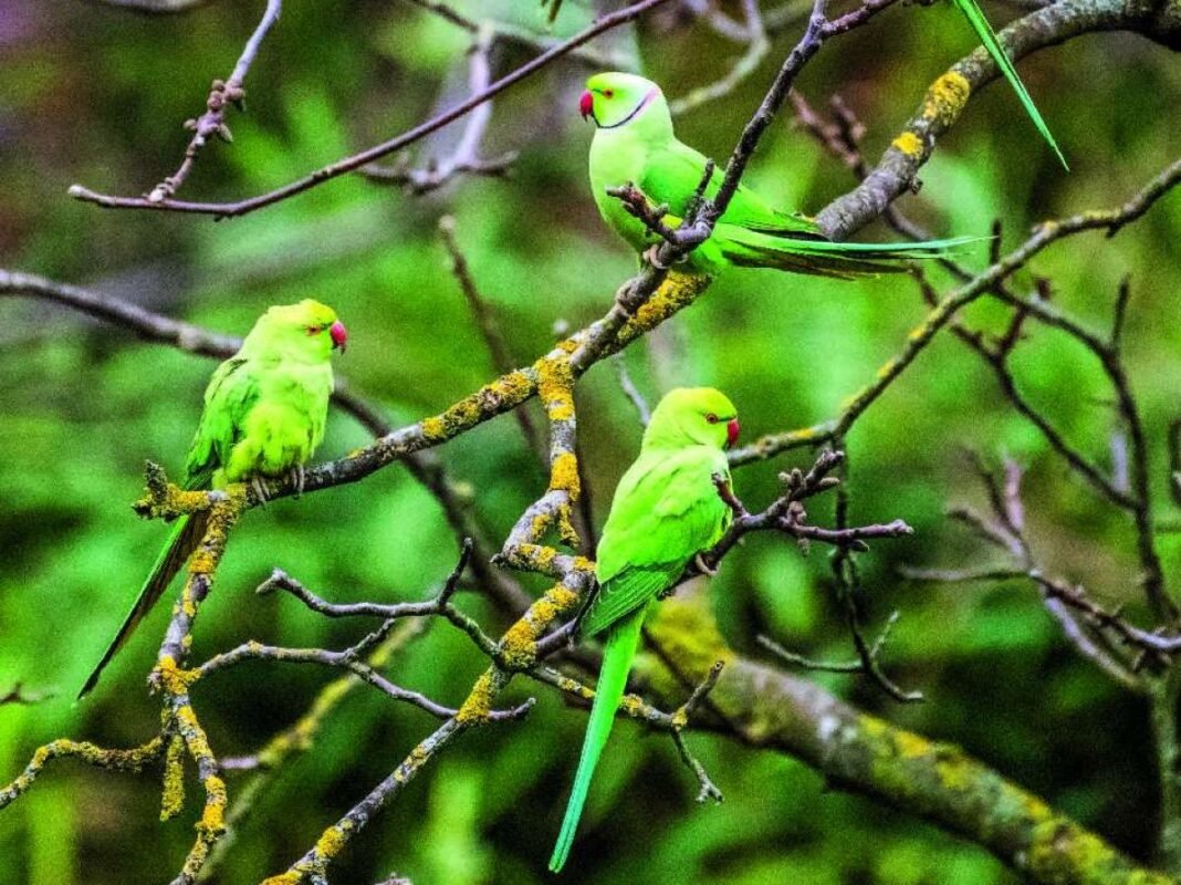 Perruches à collier