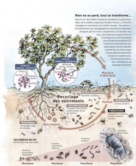 Rien ne se perd, tout se transforme...
            
            Dans le sol, des milliers d\'espèces travaillent à la décomposition de la matière organique (feuilles mortes...). Si les rhizophages se nourrissent de matière vivante - les racines -, les détritivores, eux, désagrègent les déchets en fragments,  attaqués par les micro-organismes. En résulte l\'humus, une substance grasse dont les champignons et les bactéries  vont extraire le phosphore (P), l\'azote (N) et le potassium (K), assimilables par les plantes.  L\'activité de ces micro-organismes dépend notamment  d\'espèces ingénieures, comme les lombrics, qui contribuent au  brassage de la terre.