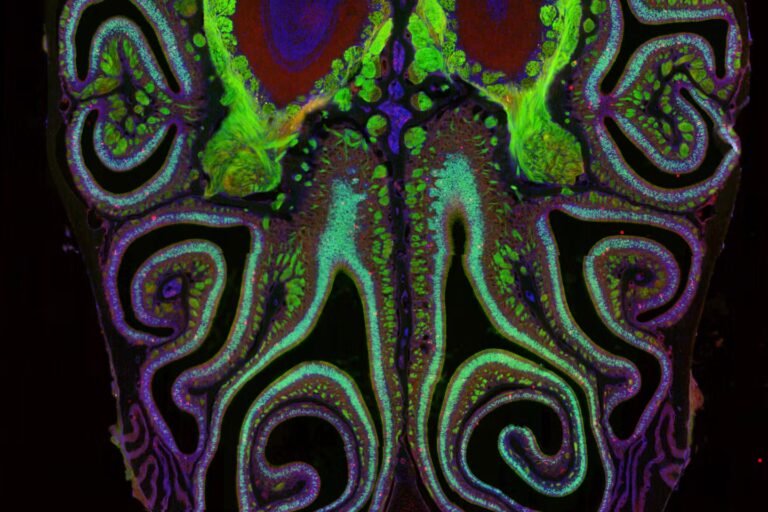 Dans le nez d’une souris pour pister la transmission de l’information olfactive