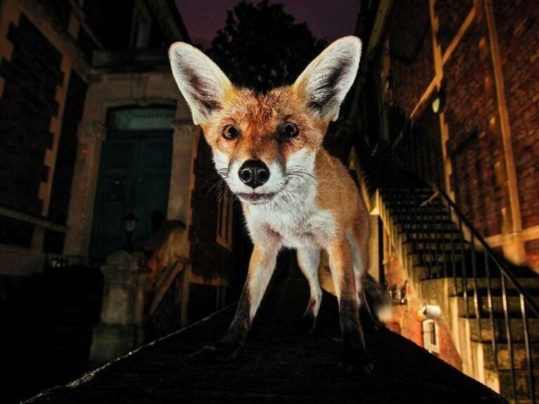 Renard roux