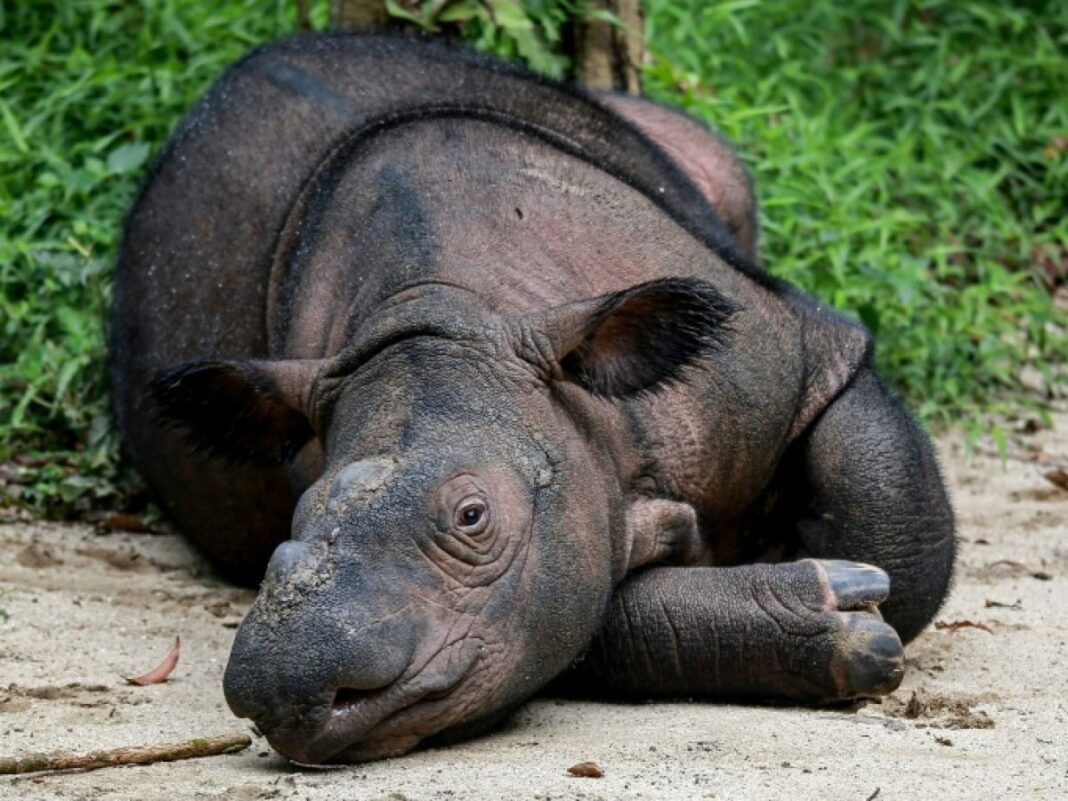 Indra, rhinocéros de Sumatra