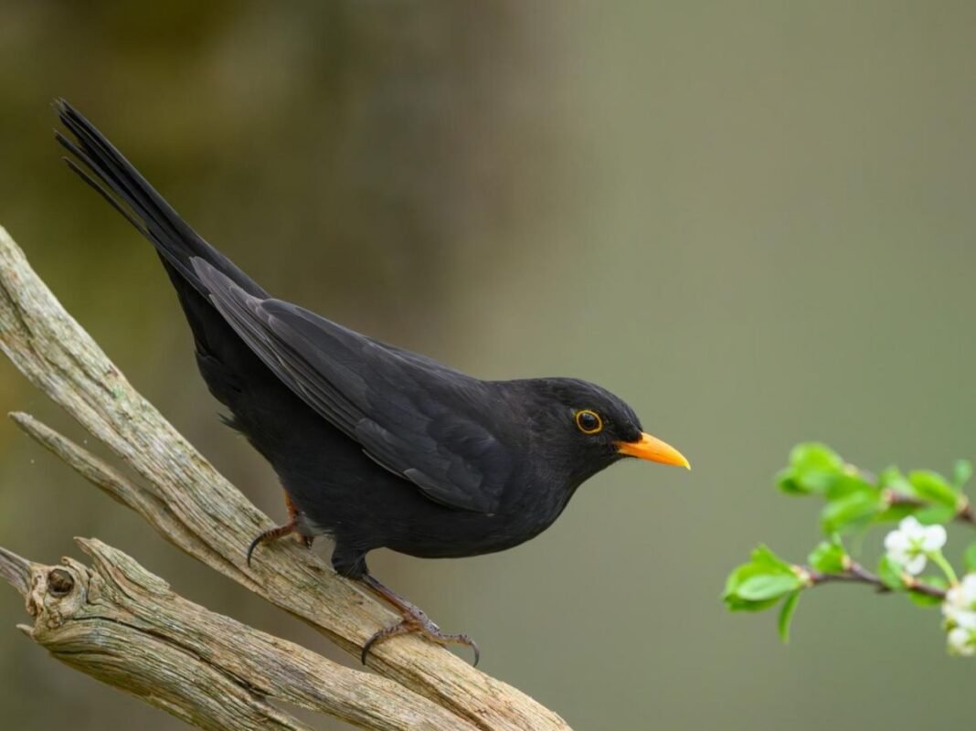 Un merle noir (Turdus merula)
