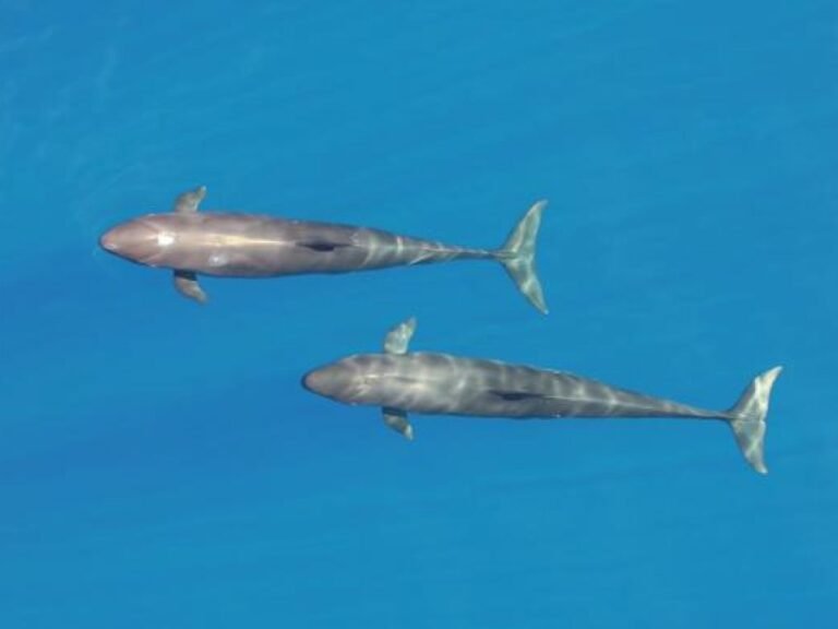 Vue aérienne de deux fausses orques près des îles hawaïennes