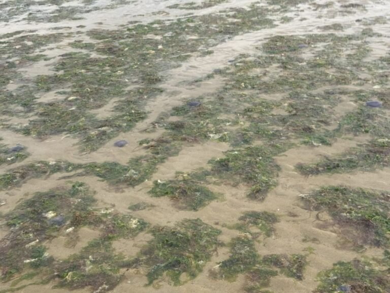Méduses échouées sur une plage de Ouistreham, Calvados, France